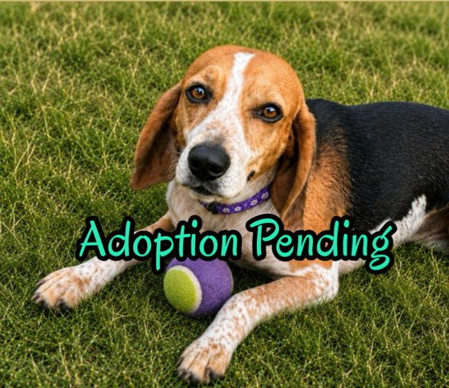 Enlarge Colleen, a Adoptable Beagle in Dunnellon, FL image 2/3