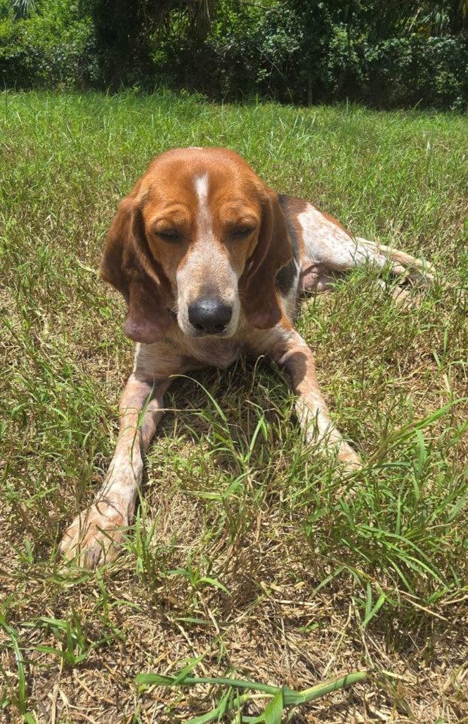 Enlarge Colleen, a Adoptable Beagle in Dunnellon, FL image 2/3