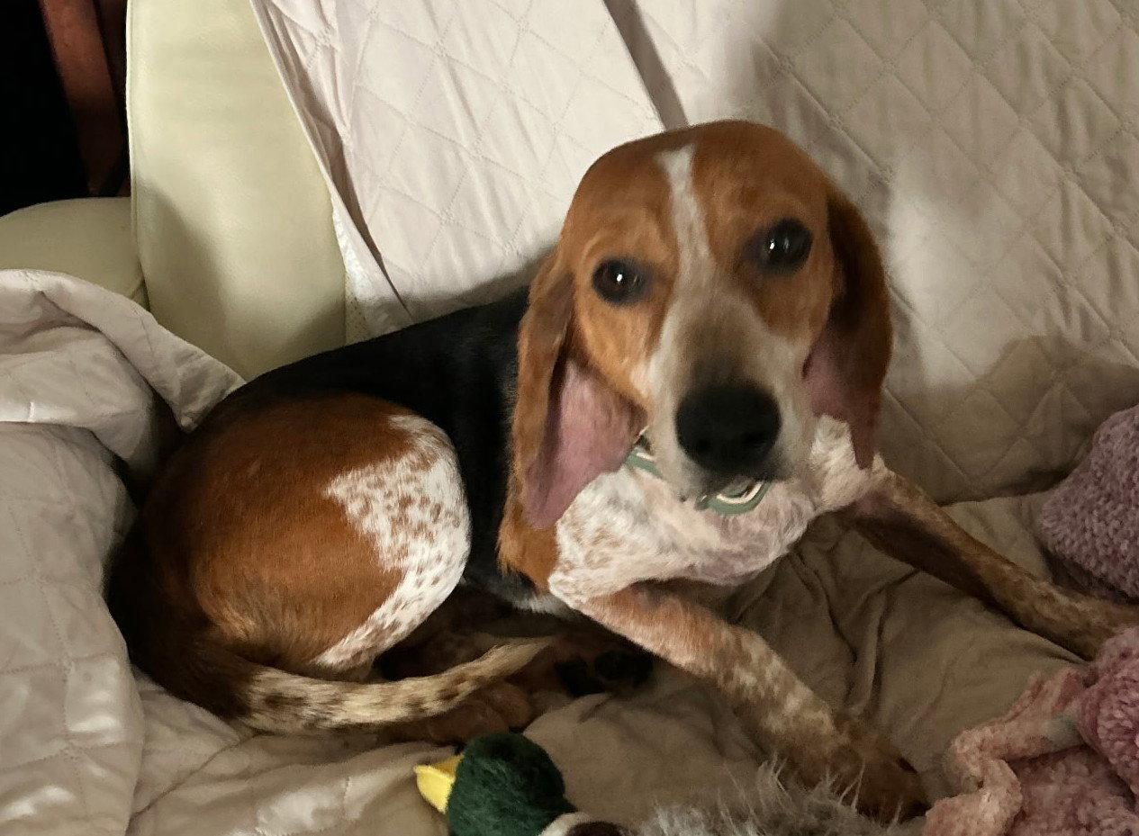 Enlarge Colleen, a Adoptable Beagle in Dunnellon, FL image 3/3