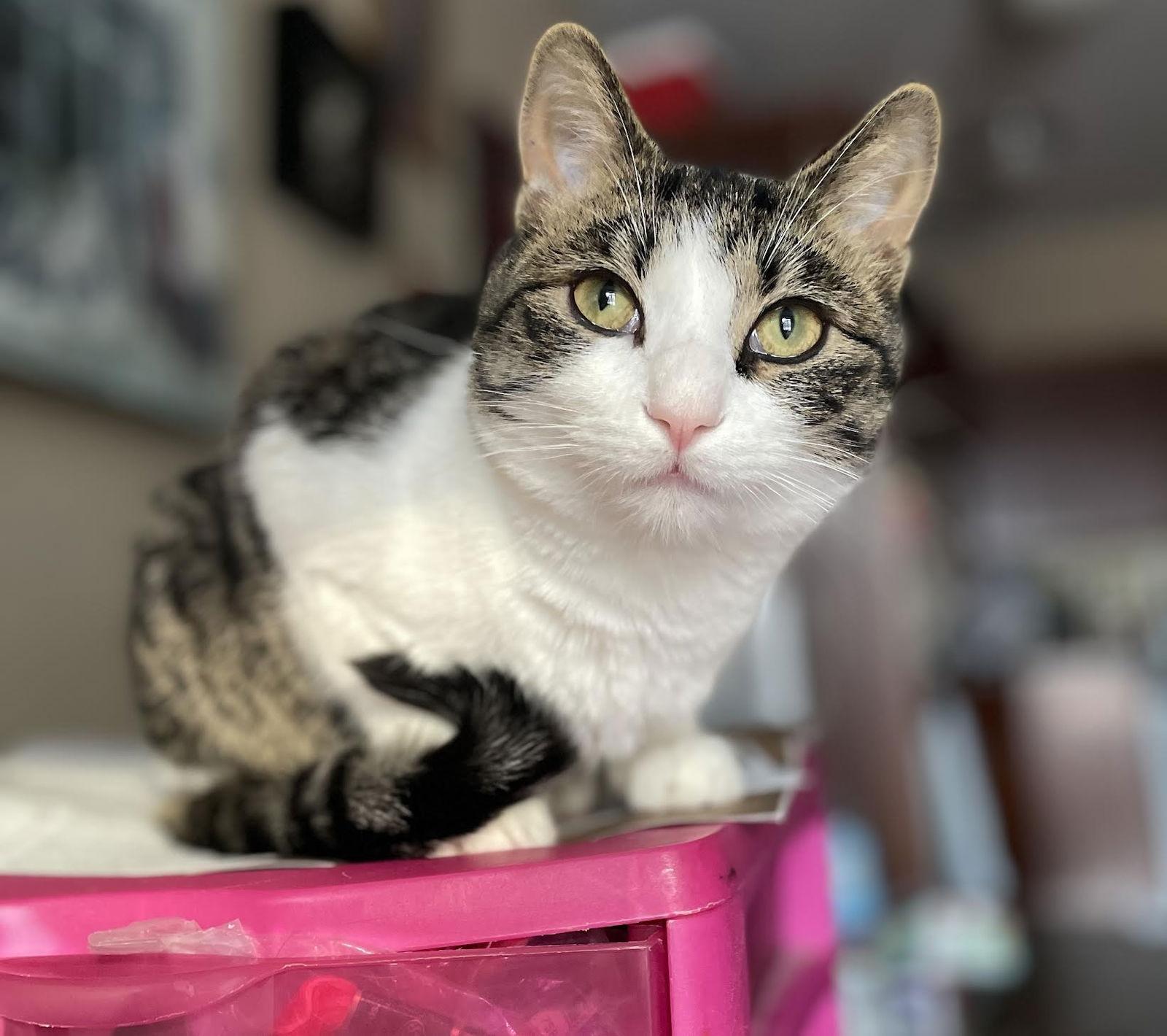 Challah, a Adoptable mixed breed in St. Paul, MN image 1/3