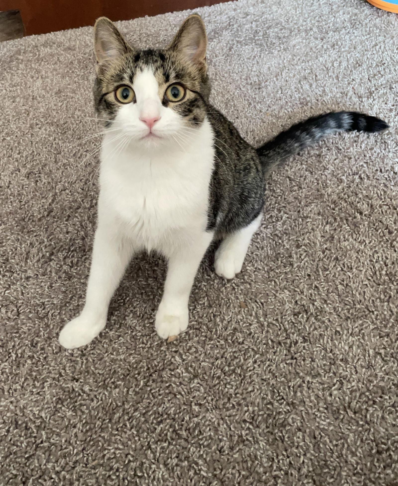 Challah, a Adoptable mixed breed in St. Paul, MN image 1/3