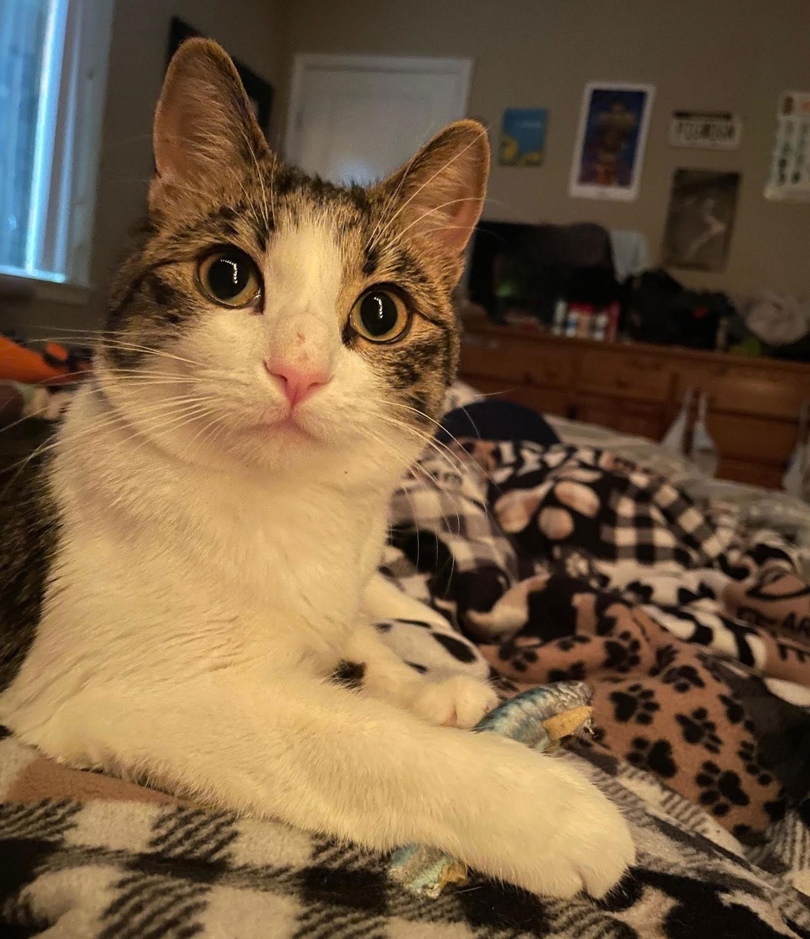 Challah, a Adoptable mixed breed in St. Paul, MN image 2/3