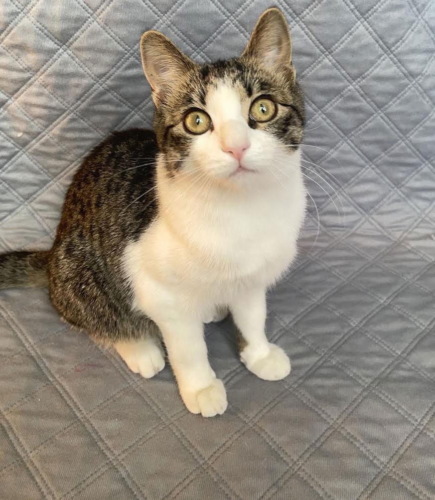 Challah, a Adoptable mixed breed in St. Paul, MN image 2/3