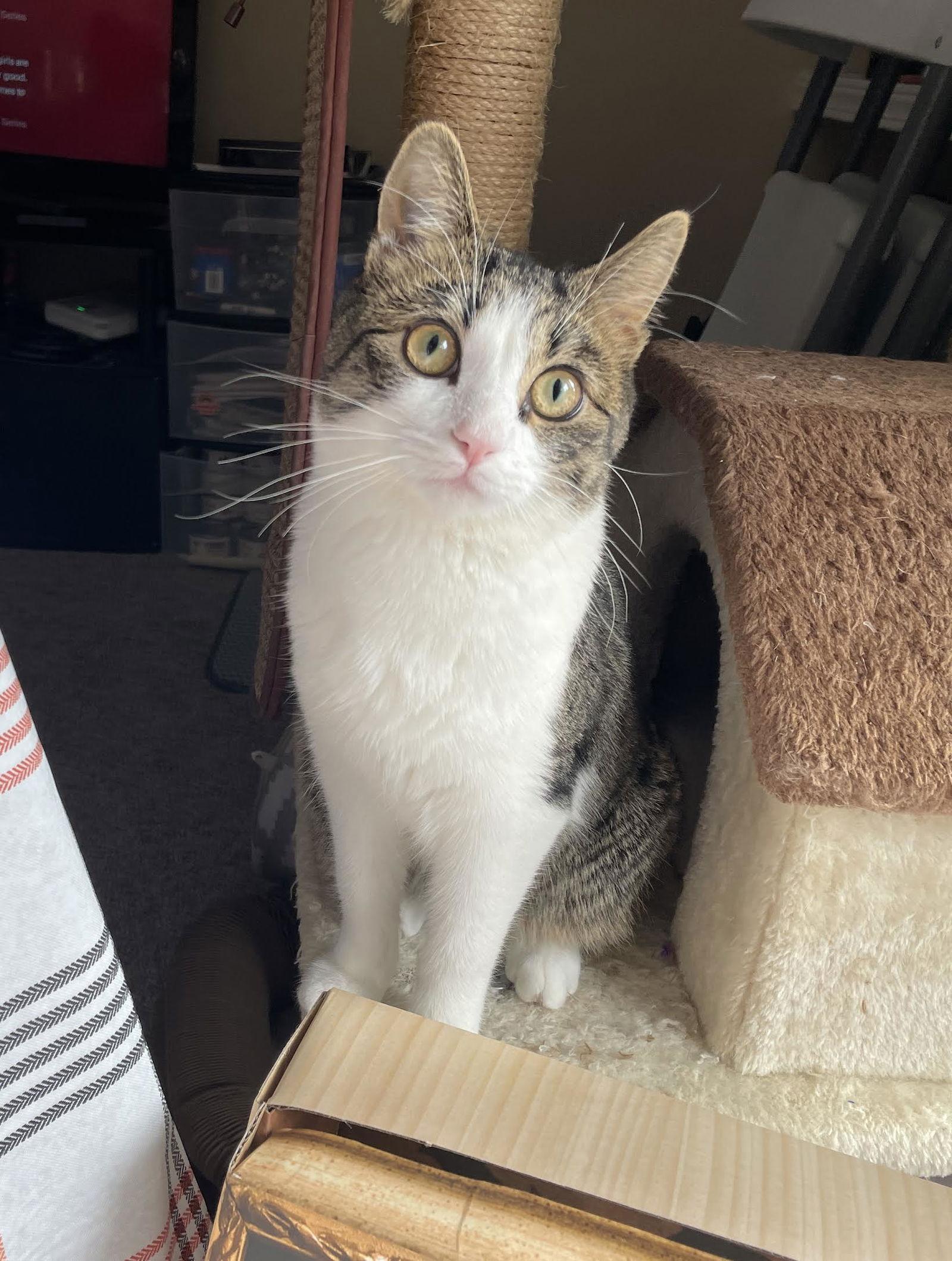 Challah, Adoptable, Young Male Tabby & Domestic Short Hair.