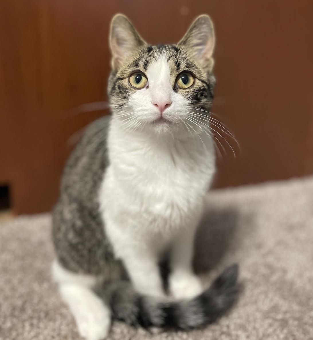 Challah, a Adoptable mixed breed in St. Paul, MN image 3/3