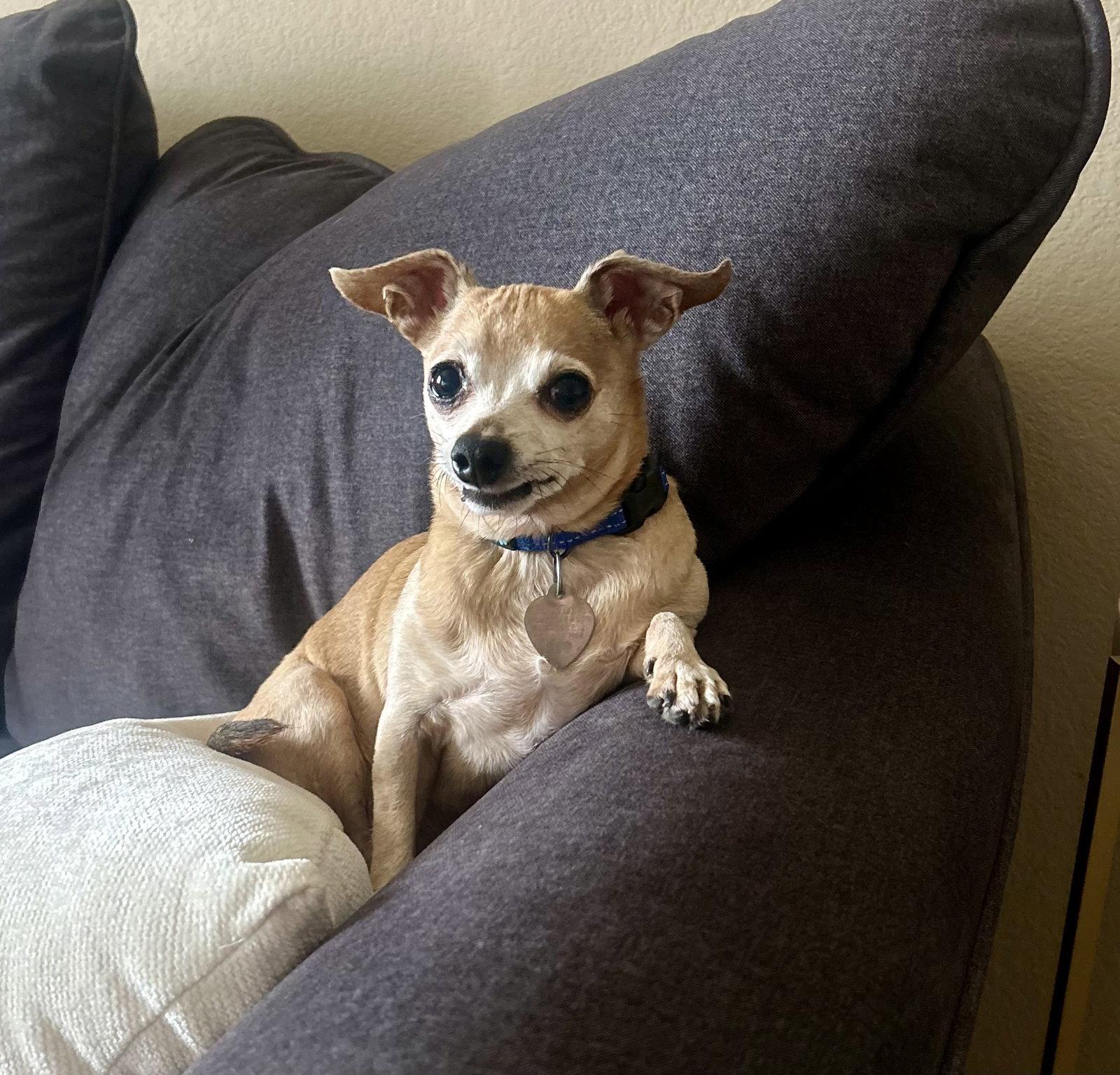 Enlarge Ruru, a Adoptable mixed breed in Scottsdale, AZ image 5/5