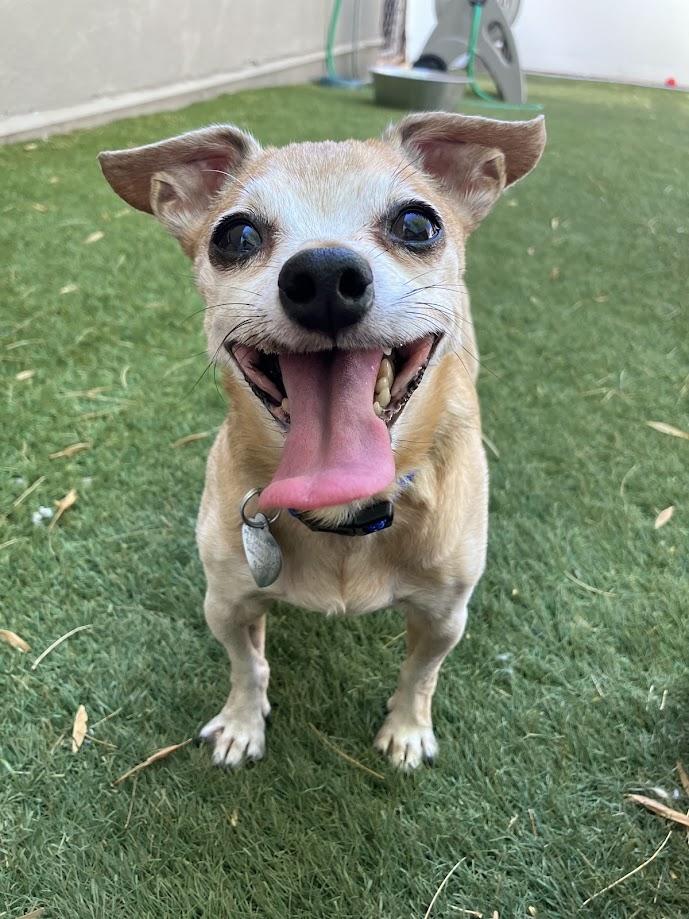 Enlarge Ruru, a Adoptable mixed breed in Scottsdale, AZ image 2/5
