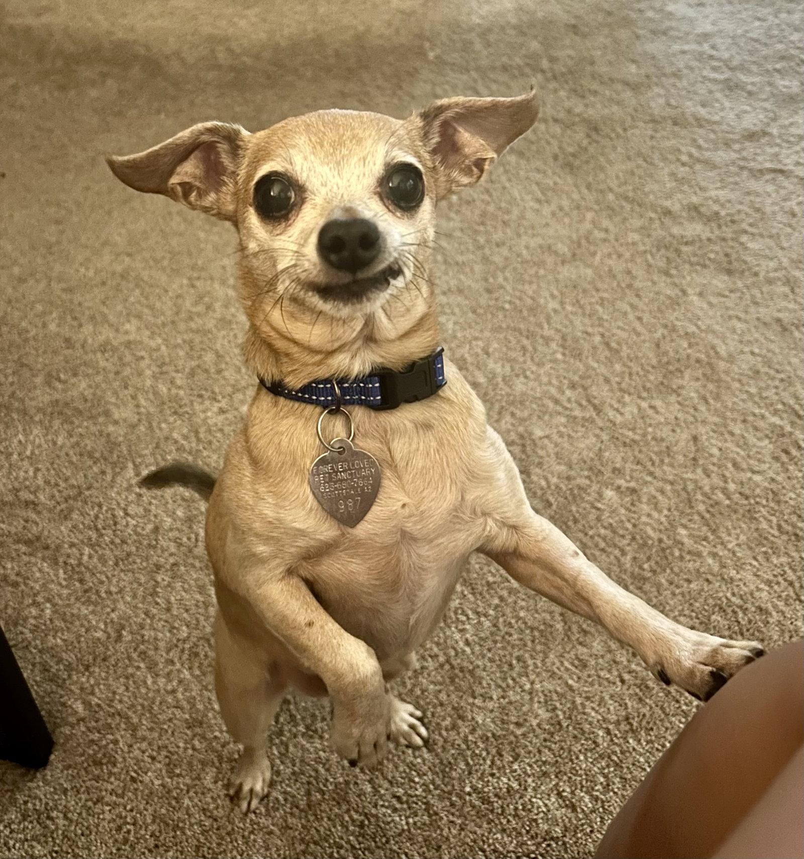 Enlarge Ruru, a Adoptable mixed breed in Scottsdale, AZ image 3/5