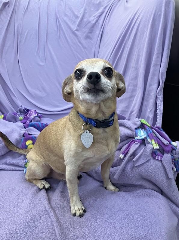 Enlarge Ruru, a Adoptable mixed breed in Scottsdale, AZ image 1/5