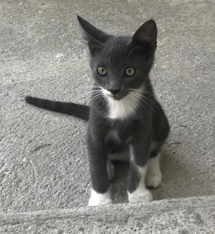 Ash, Baby Female Domestic Short Hair