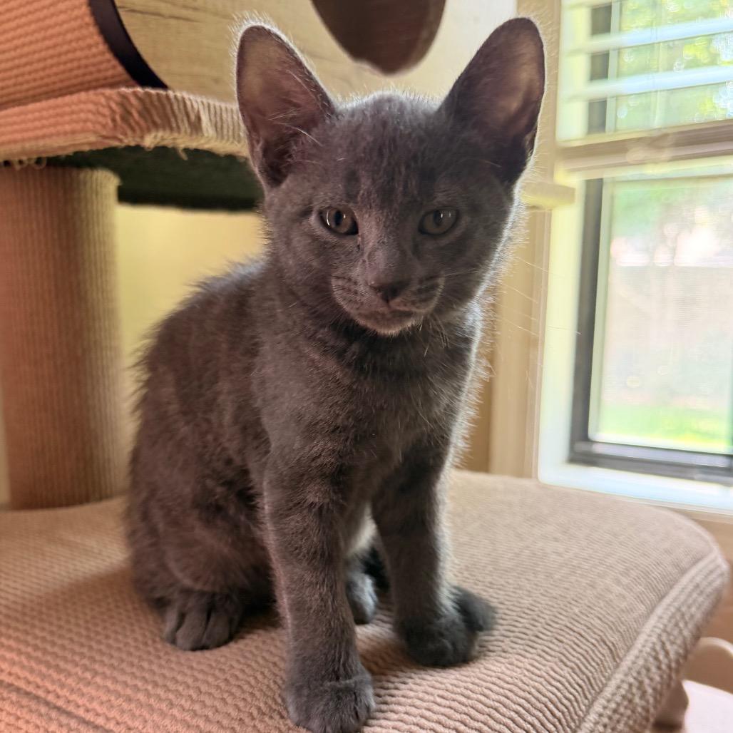 Cable Allen- CA, Adoptable, Kitten Female Domestic Short Hair.