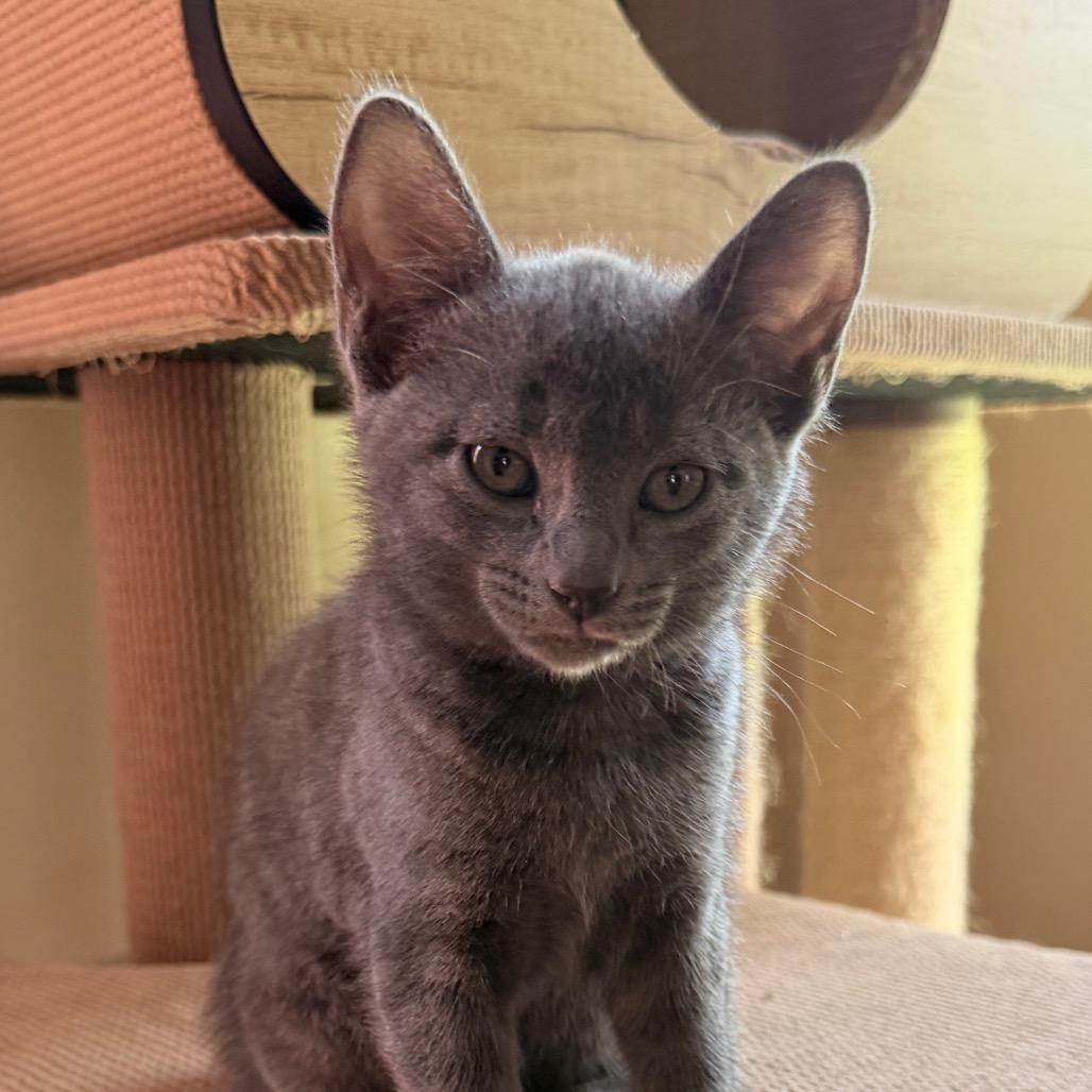 Cable Allen- CA, a Adoptable Domestic Short Hair in Tallahassee, FL image 2/4
