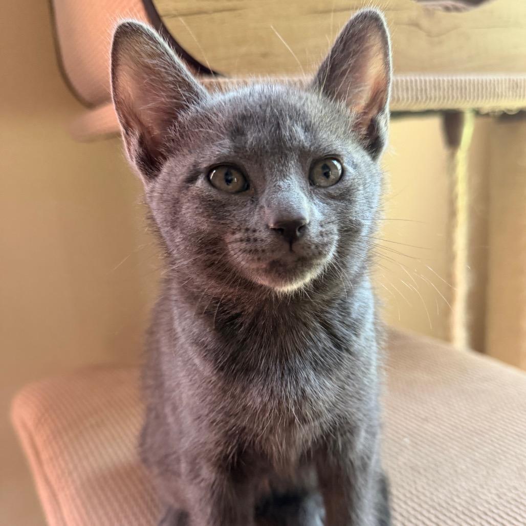 Cable Allen- CA, a Adoptable Domestic Short Hair in Tallahassee, FL image 3/4