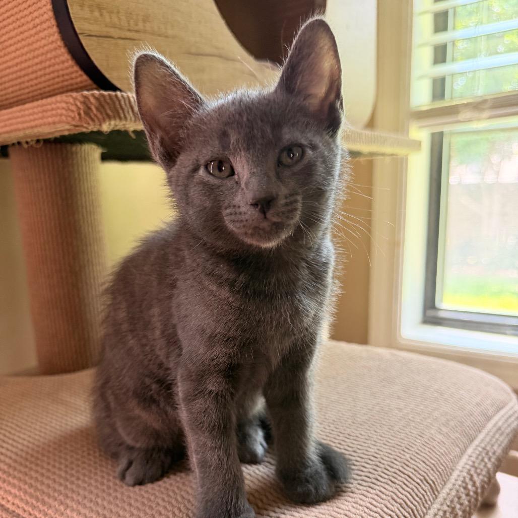 Cable Allen- CA, a Adoptable Domestic Short Hair in Tallahassee, FL image 4/4