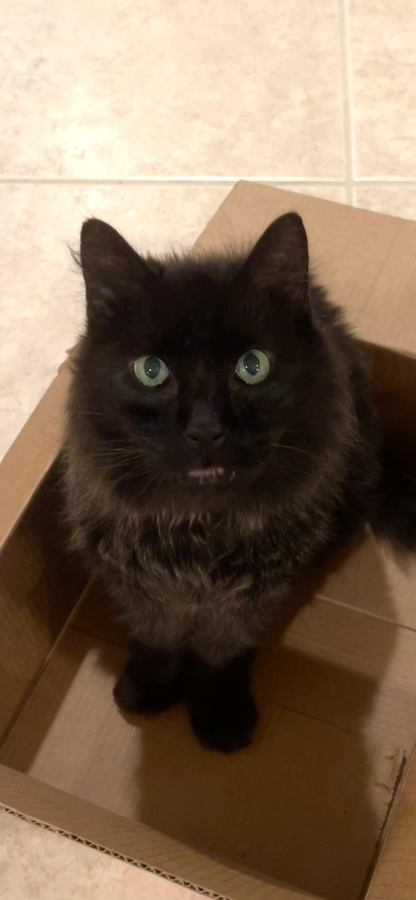 Moki - Riley Fuzzel Petsmart