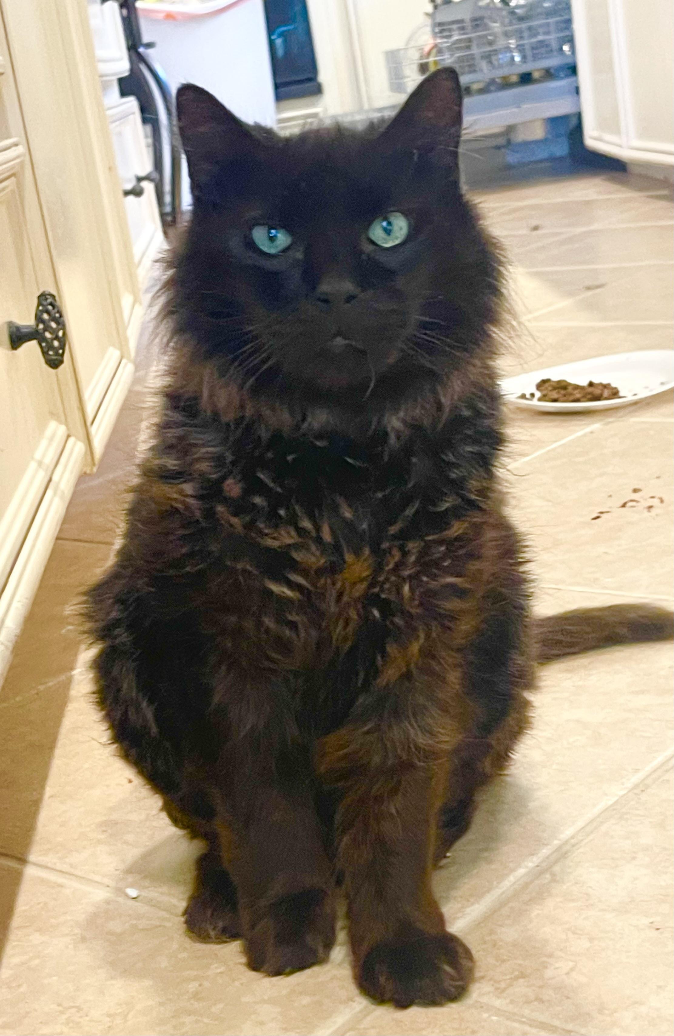 Moki - Riley Fuzzel Petsmart