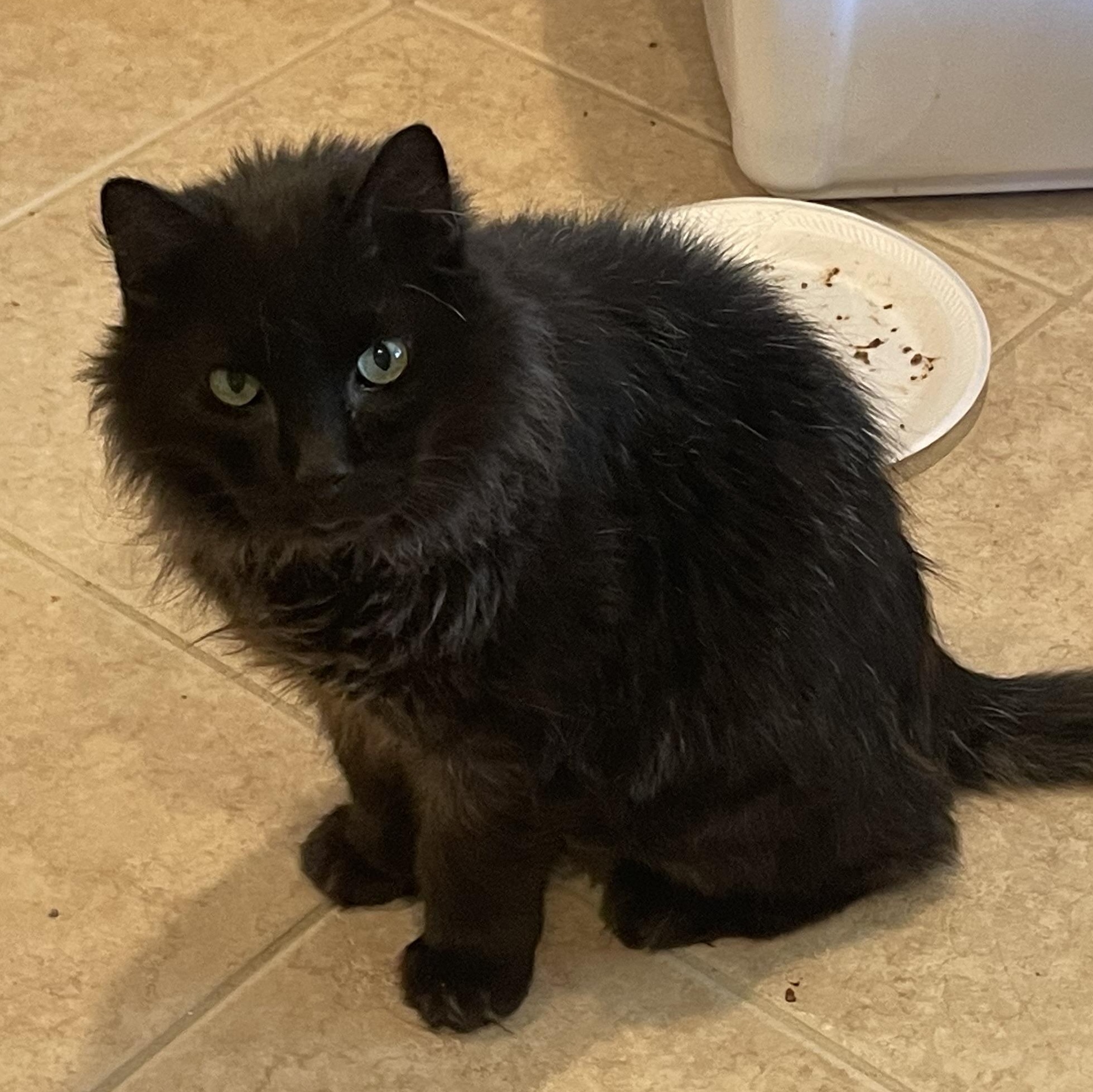 Moki - Riley Fuzzel Petsmart