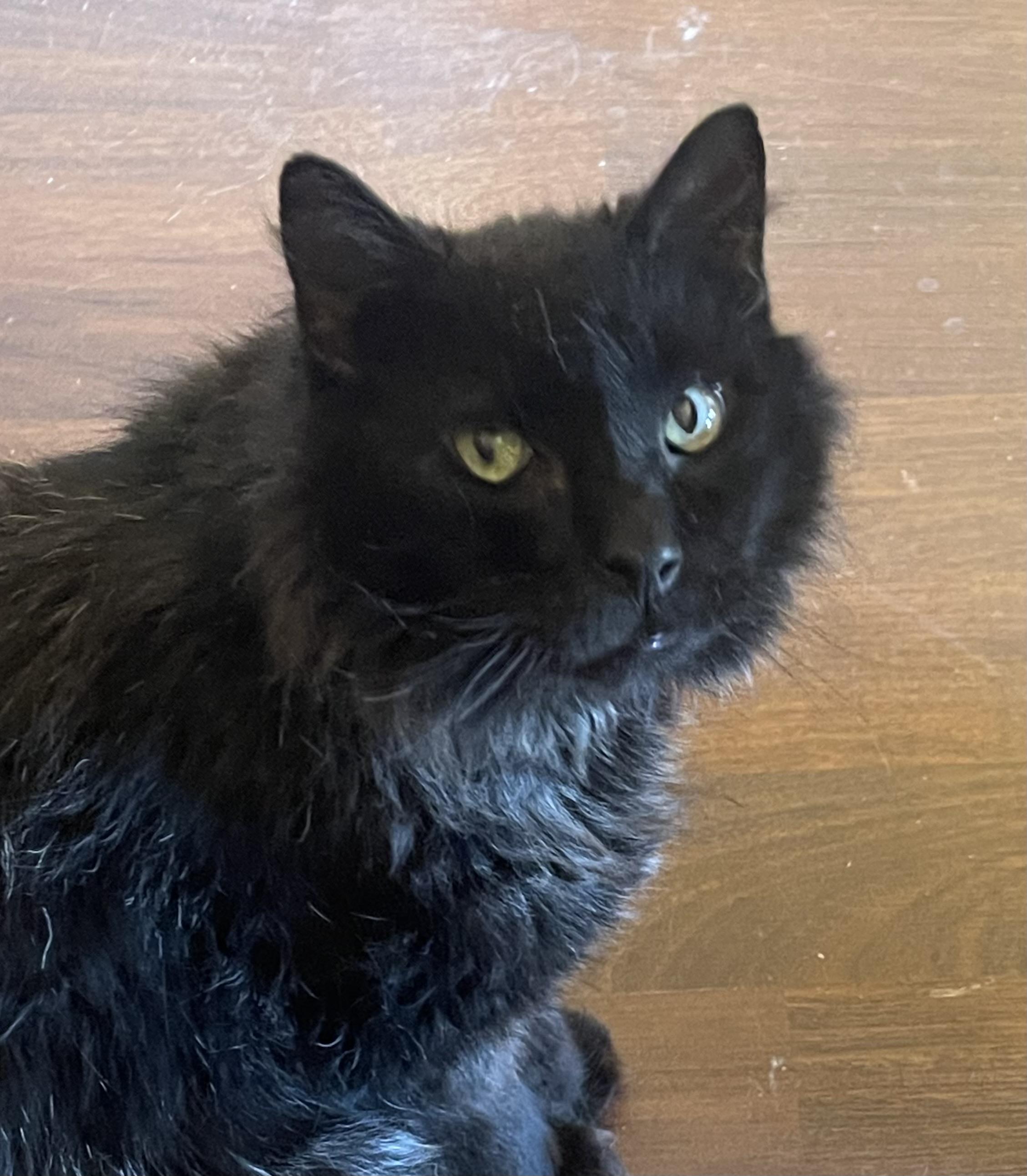 Moki - Riley Fuzzel Petsmart