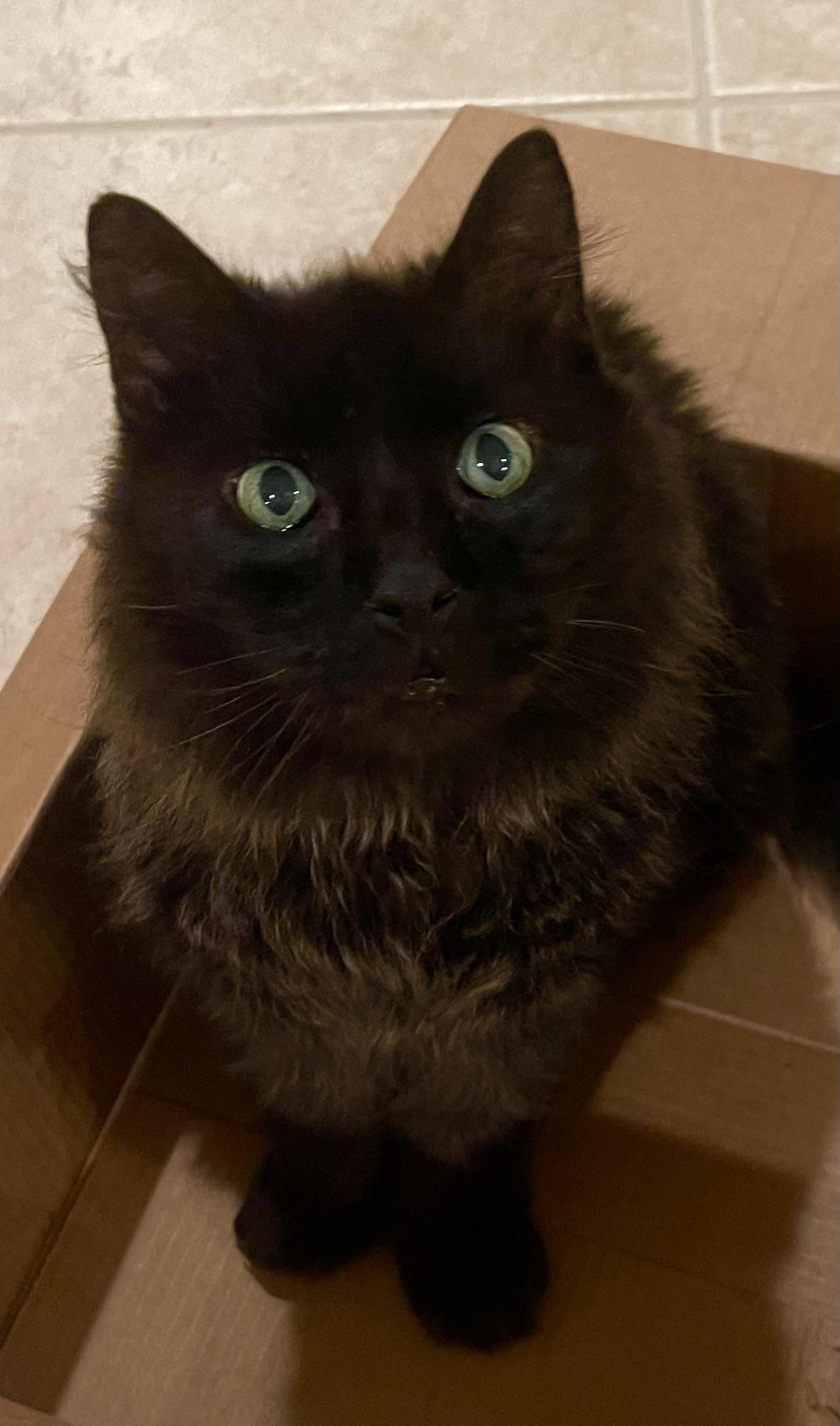 Moki - Riley Fuzzel Petsmart