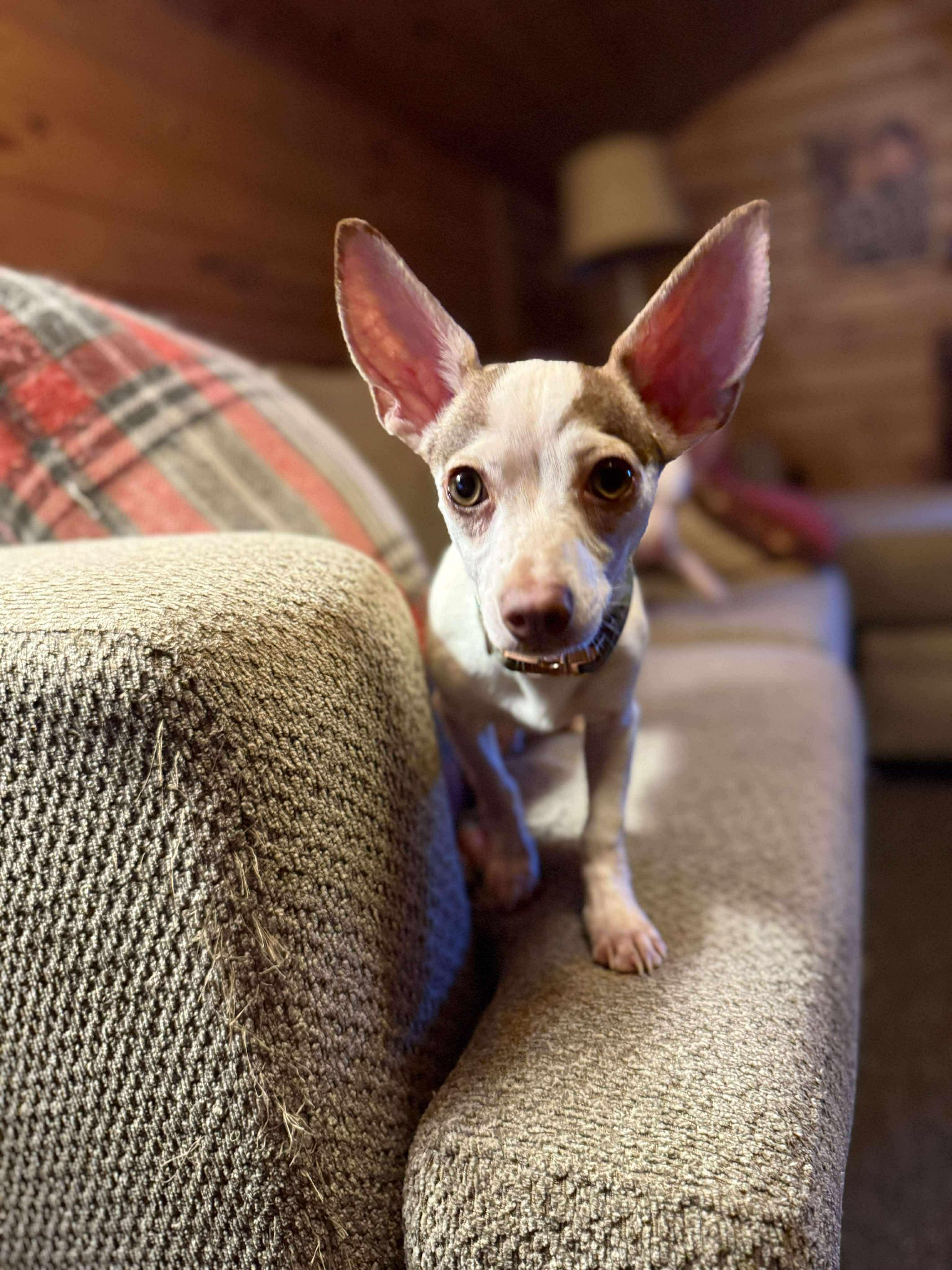 Stewy in NH! Come Meet our Adoptable Dogs Wednesday-Saturday. More info in Bio!