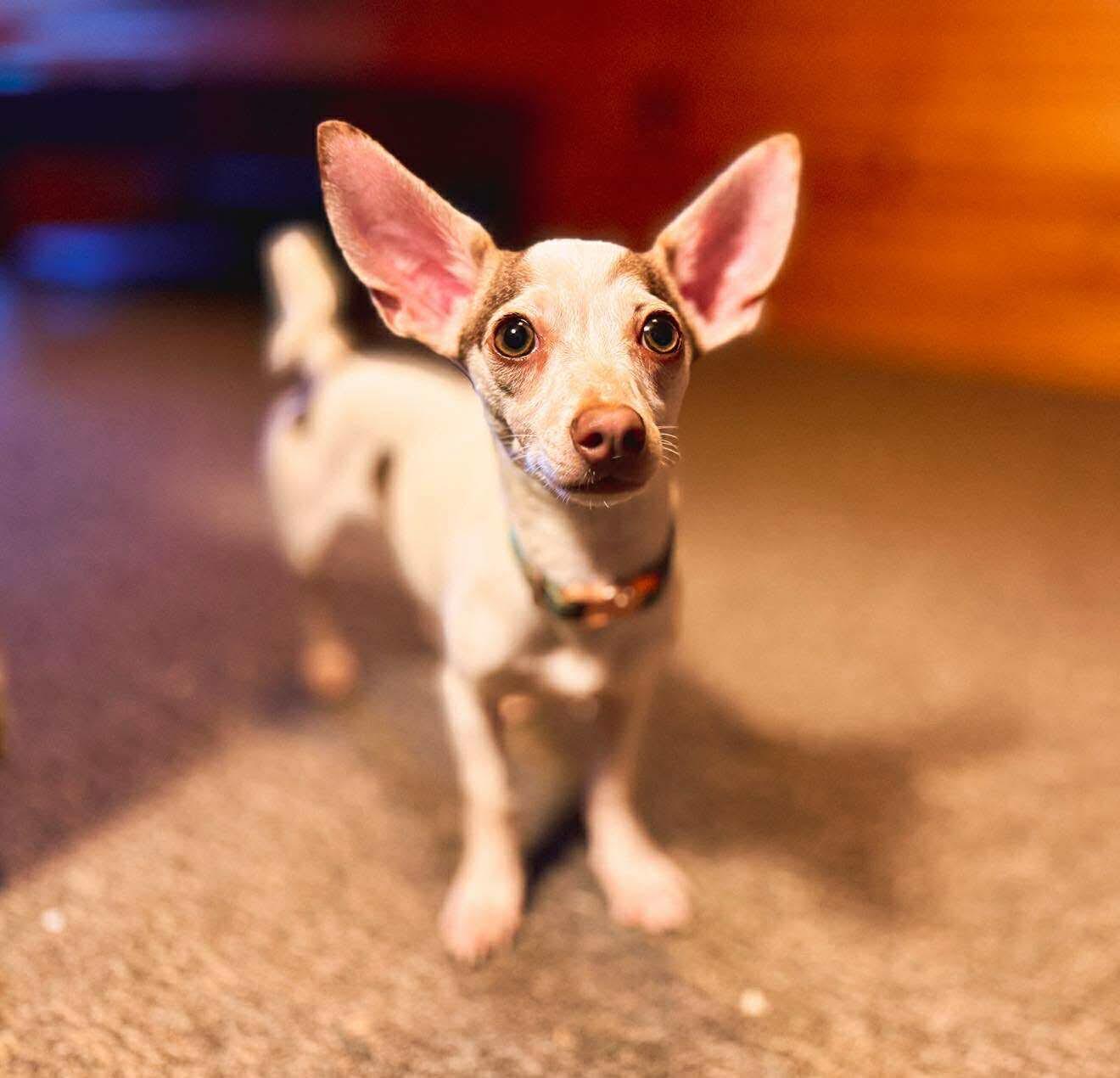 Stewy in NH! Come Meet our Adoptable Dogs Wednesday-Saturday. More info in Bio!