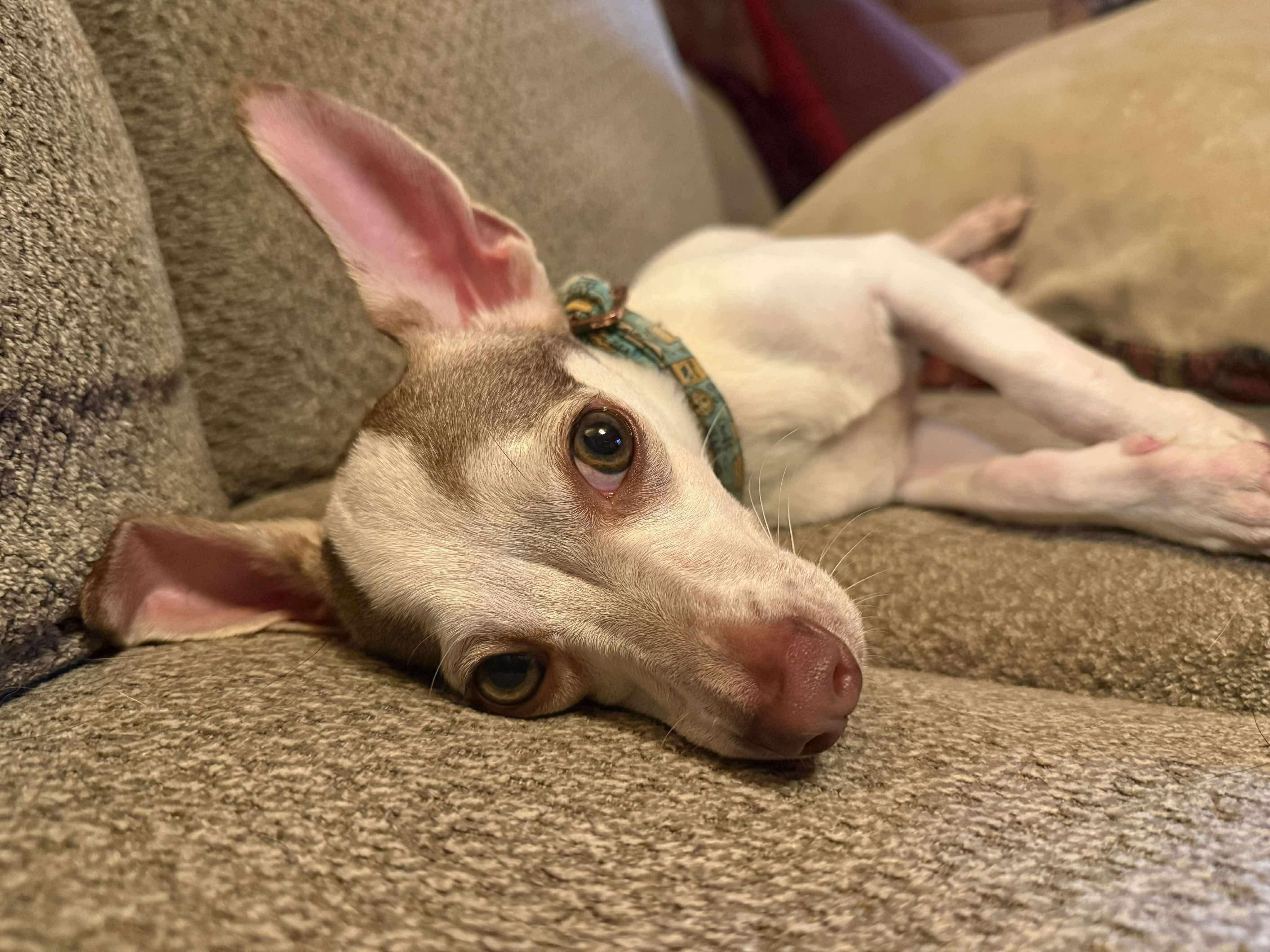 Stewy in NH! Come Meet our Adoptable Dogs Wednesday-Saturday. More info in Bio!