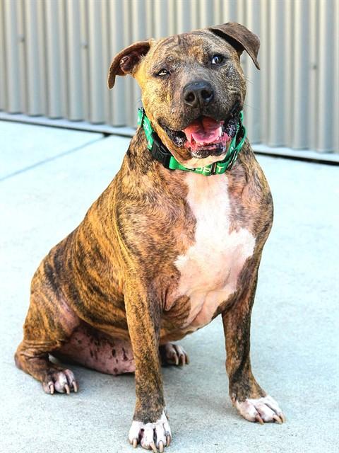 RED, Adoptable, Adult Male Pit Bull Terrier.