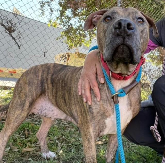 Enlarge RED, a Adoptable Pit Bull Terrier in Sacramento, CA image 1/1