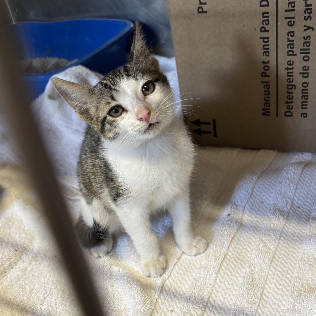 Enlarge Jim, a Adoptable Domestic Short Hair in Starkville, MS image 1/1