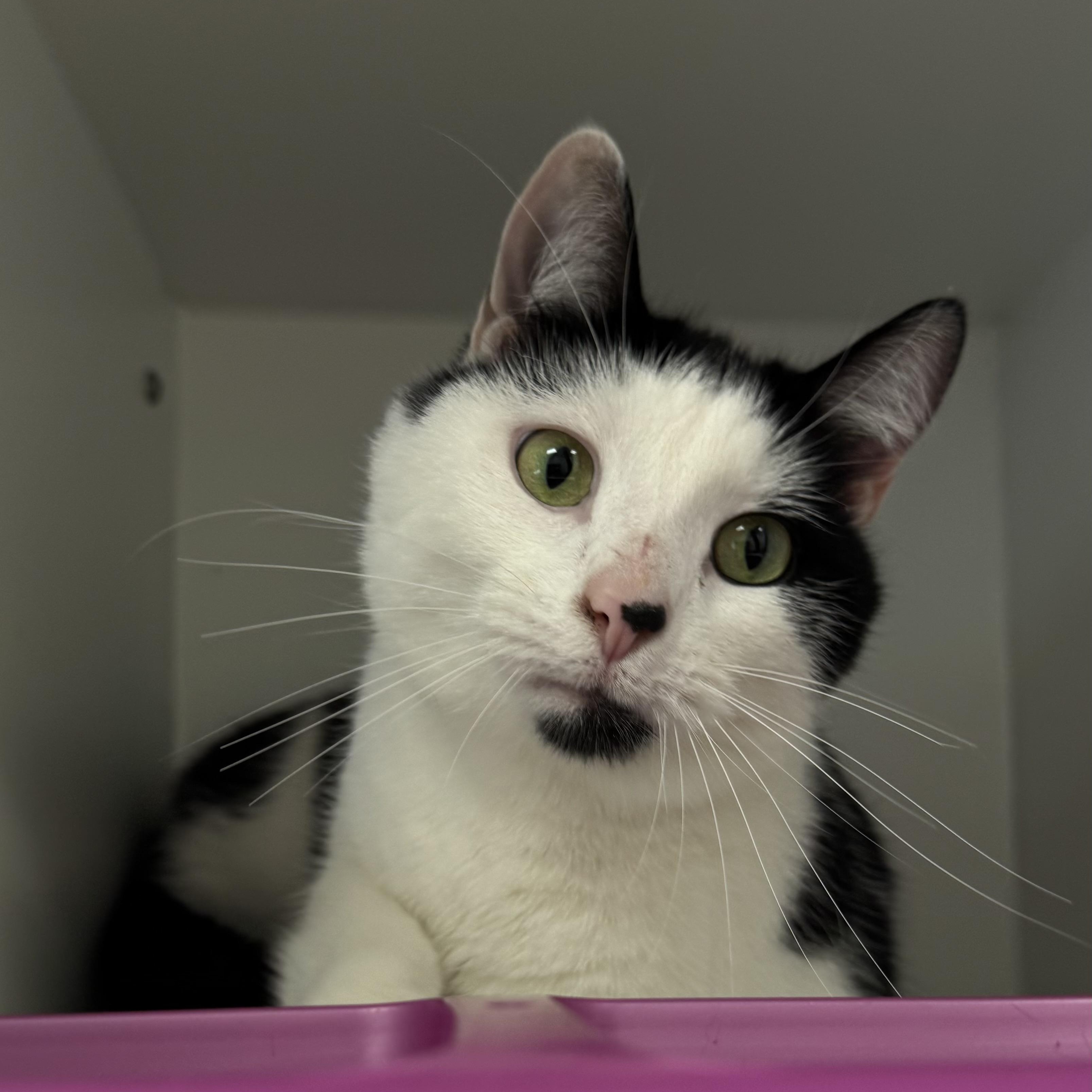 Enlarge Dipper, an adopted Domestic Short Hair in Fall River, MA image 2/4