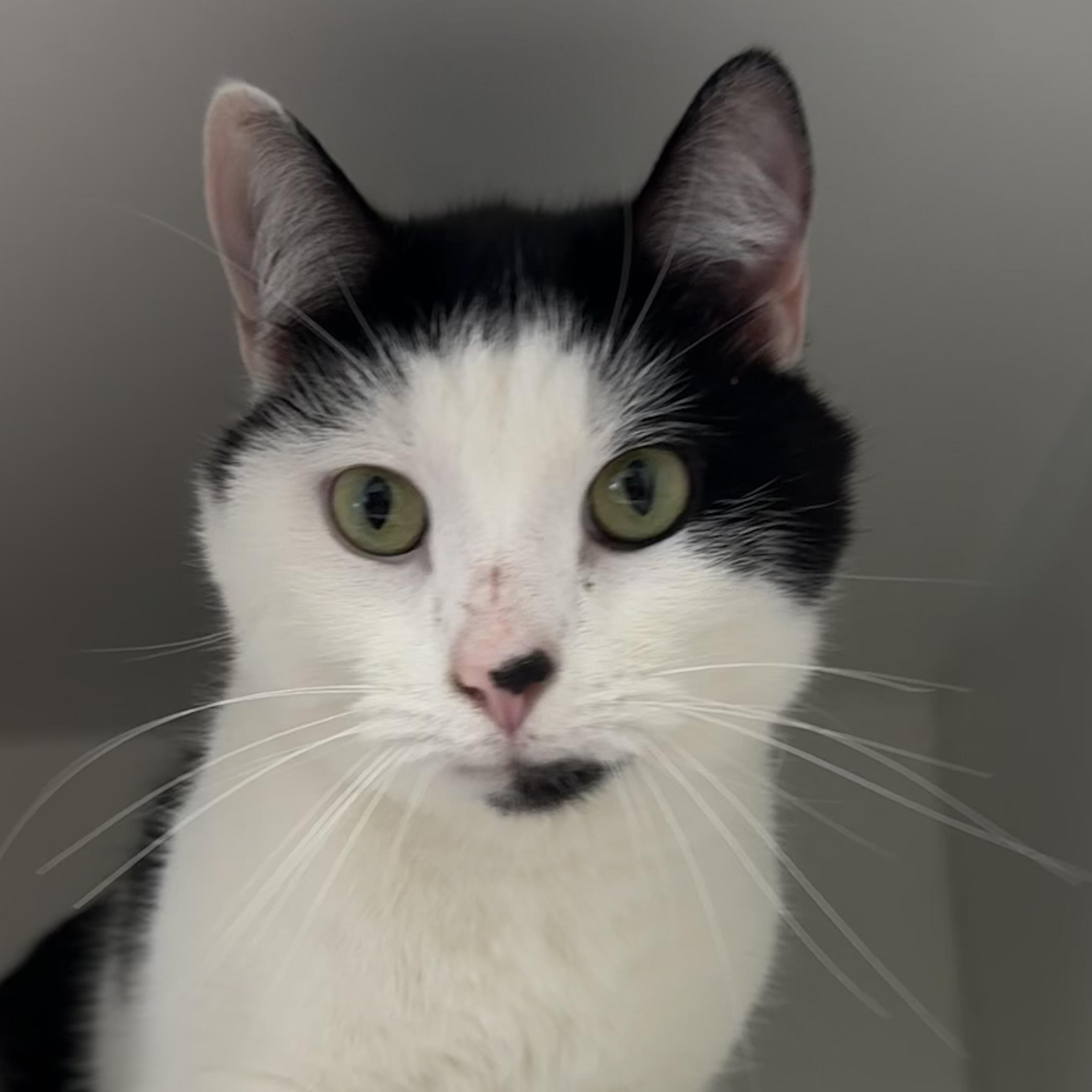 Enlarge Dipper, an adopted Domestic Short Hair in Fall River, MA image 3/4