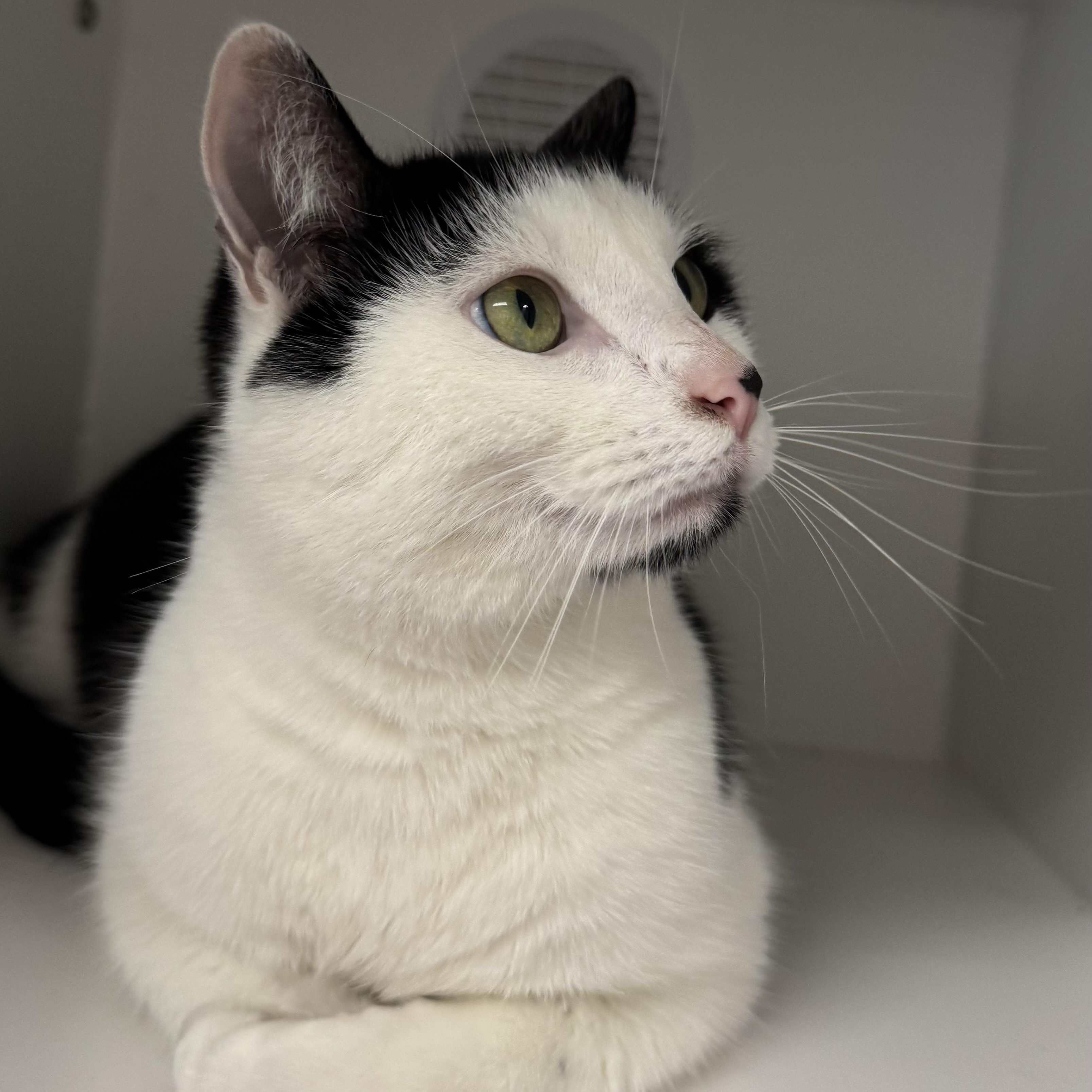 Enlarge Dipper, an adopted Domestic Short Hair in Fall River, MA image 4/4