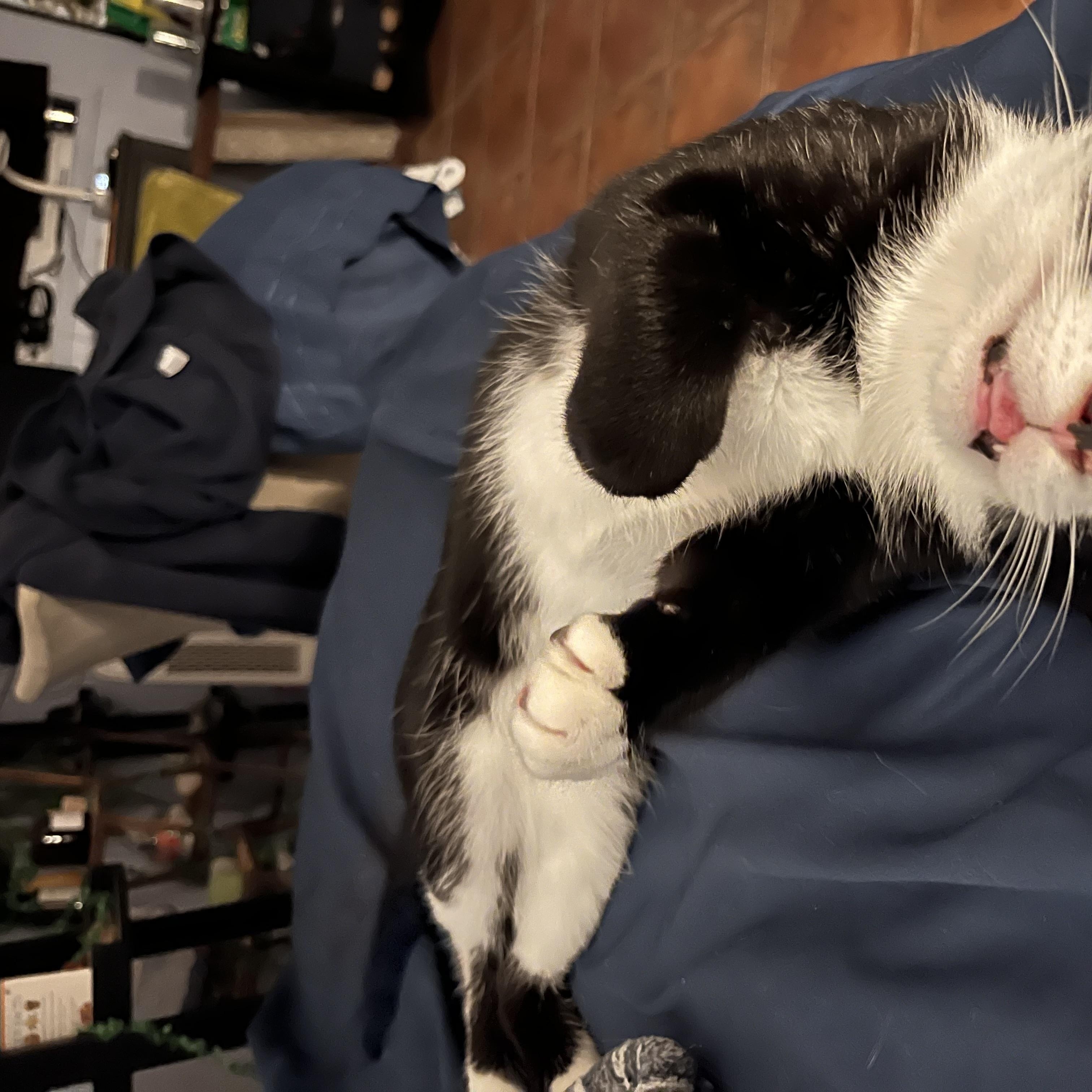 Enlarge Figaro, a Adoptable Domestic Short Hair in Cambridge, ON image 4/5