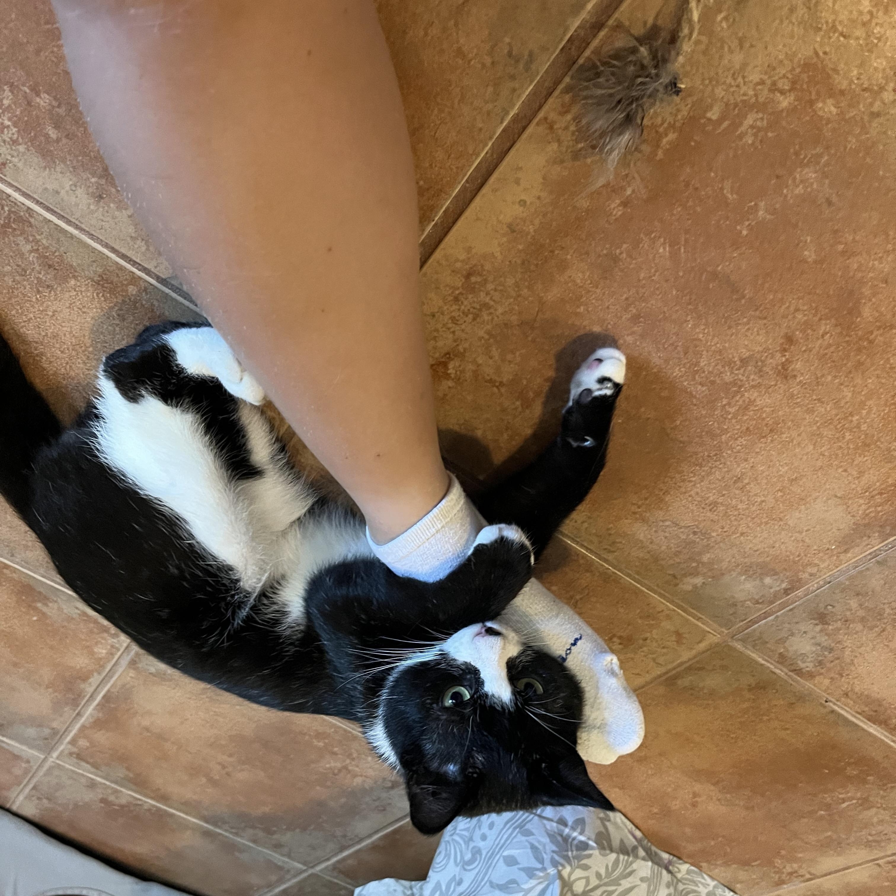 Enlarge Figaro, a Adoptable Domestic Short Hair in Cambridge, ON image 2/5