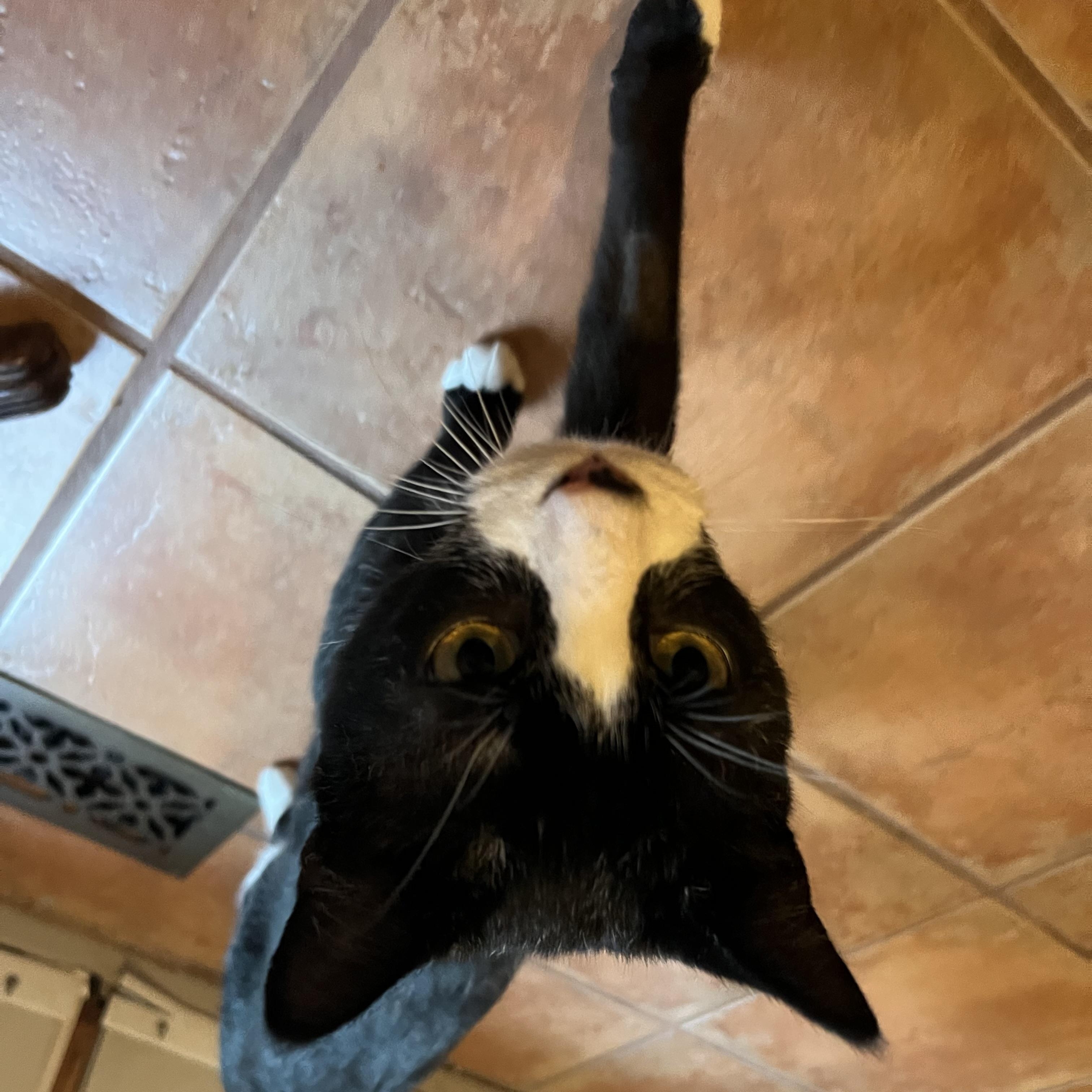 Enlarge Figaro, a Adoptable Domestic Short Hair in Cambridge, ON image 5/5