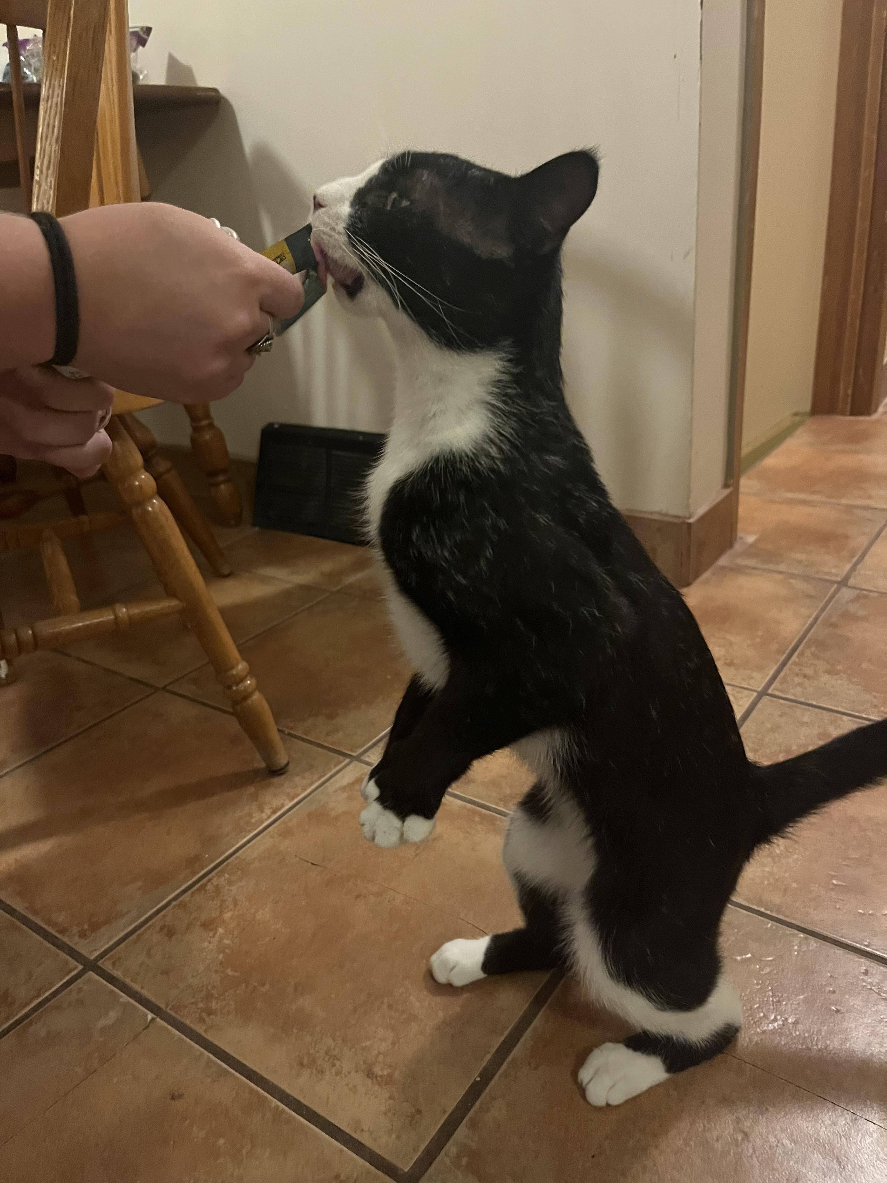 Enlarge Figaro, a Adoptable Domestic Short Hair in Cambridge, ON image 3/5