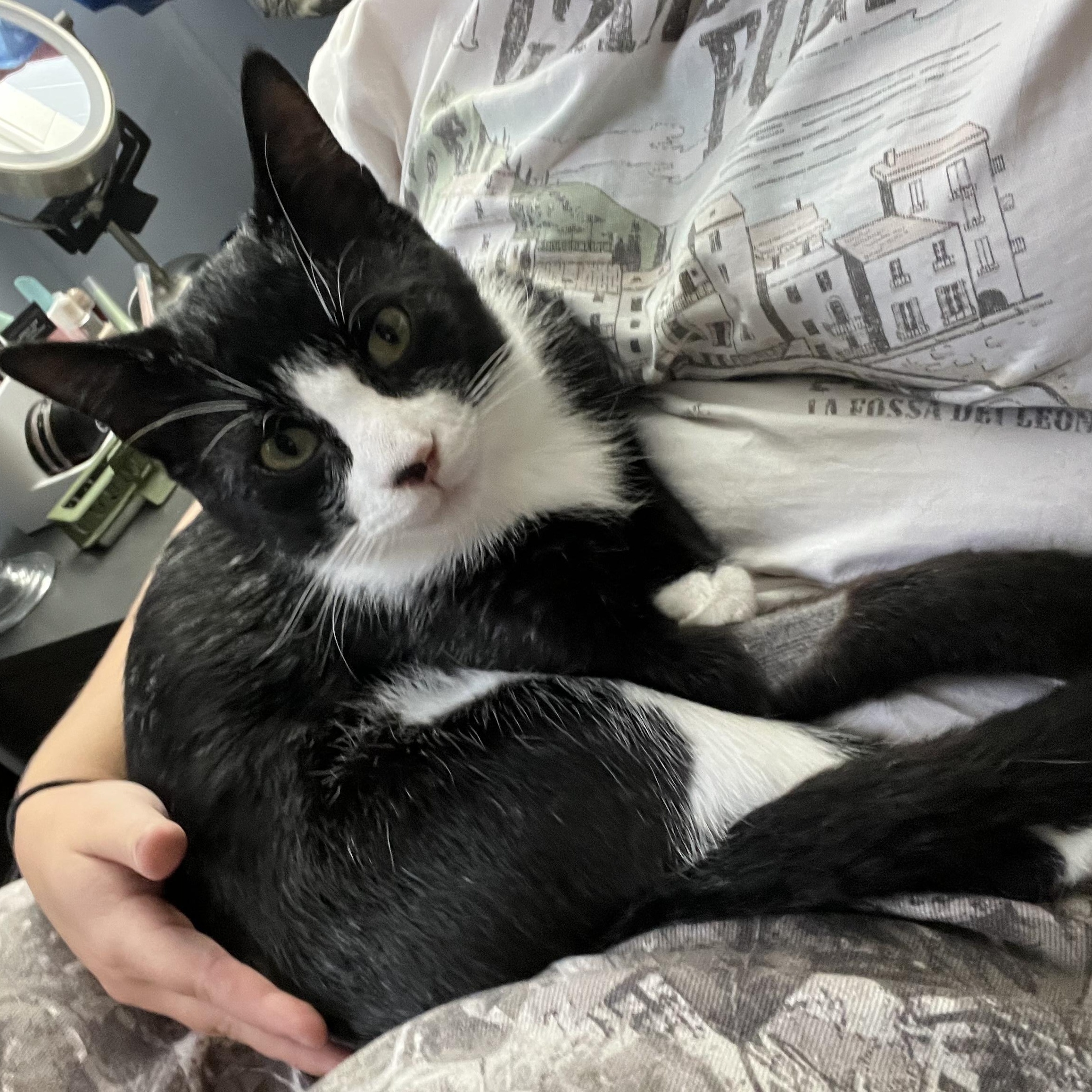 Figaro, Adoptable, Young Female Domestic Short Hair.