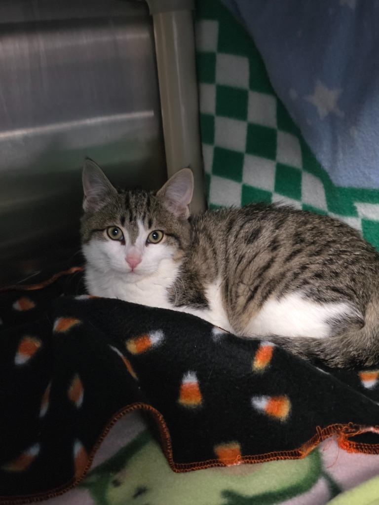 Happy (and Snow White), Adoptable, Kitten Male Domestic Short Hair.