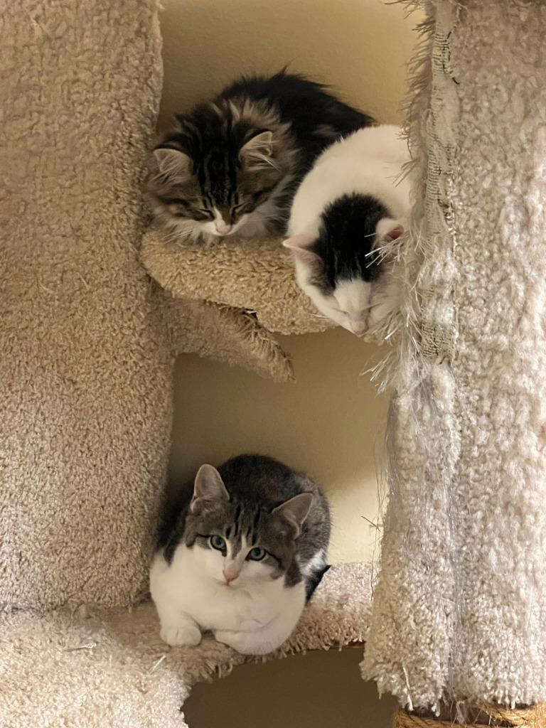 Enlarge Happy (and Snow White), a Adoptable mixed breed in Shoreline, WA image 2/6