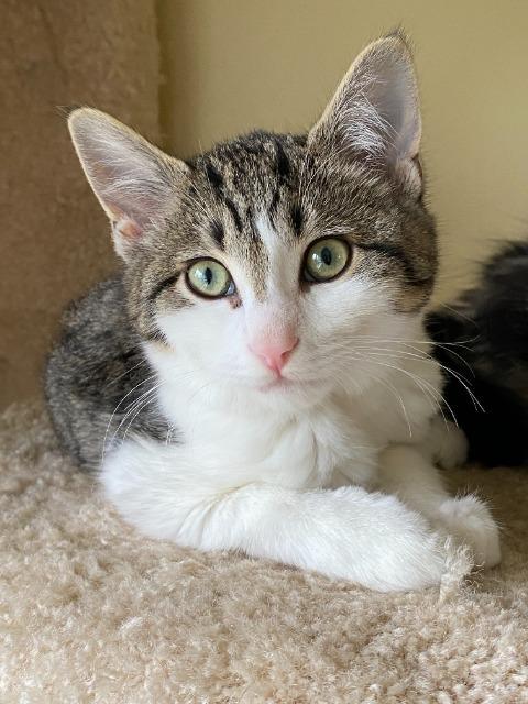 Enlarge Happy (and Snow White), a Adoptable mixed breed in Shoreline, WA image 3/6