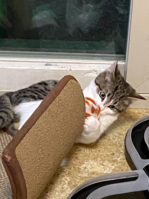 Enlarge Happy (and Snow White), a Adoptable mixed breed in Shoreline, WA image 4/6