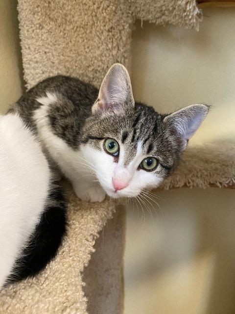 Enlarge Happy (and Snow White), a Adoptable mixed breed in Shoreline, WA image 5/6