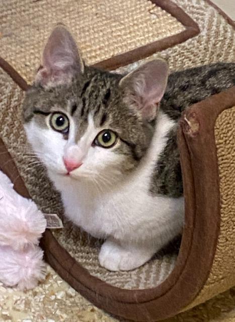 Enlarge Happy (and Snow White), a Adoptable mixed breed in Shoreline, WA image 6/6