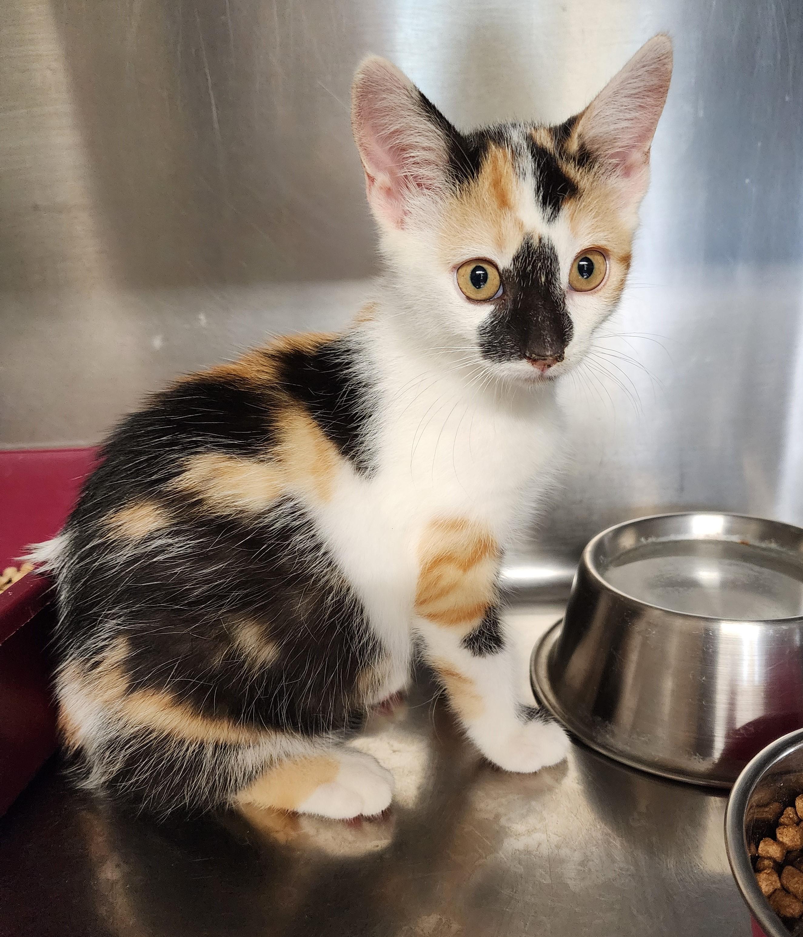 Enlarge Bella, a Adoptable Calico in Washingtonville, NY image 1/4