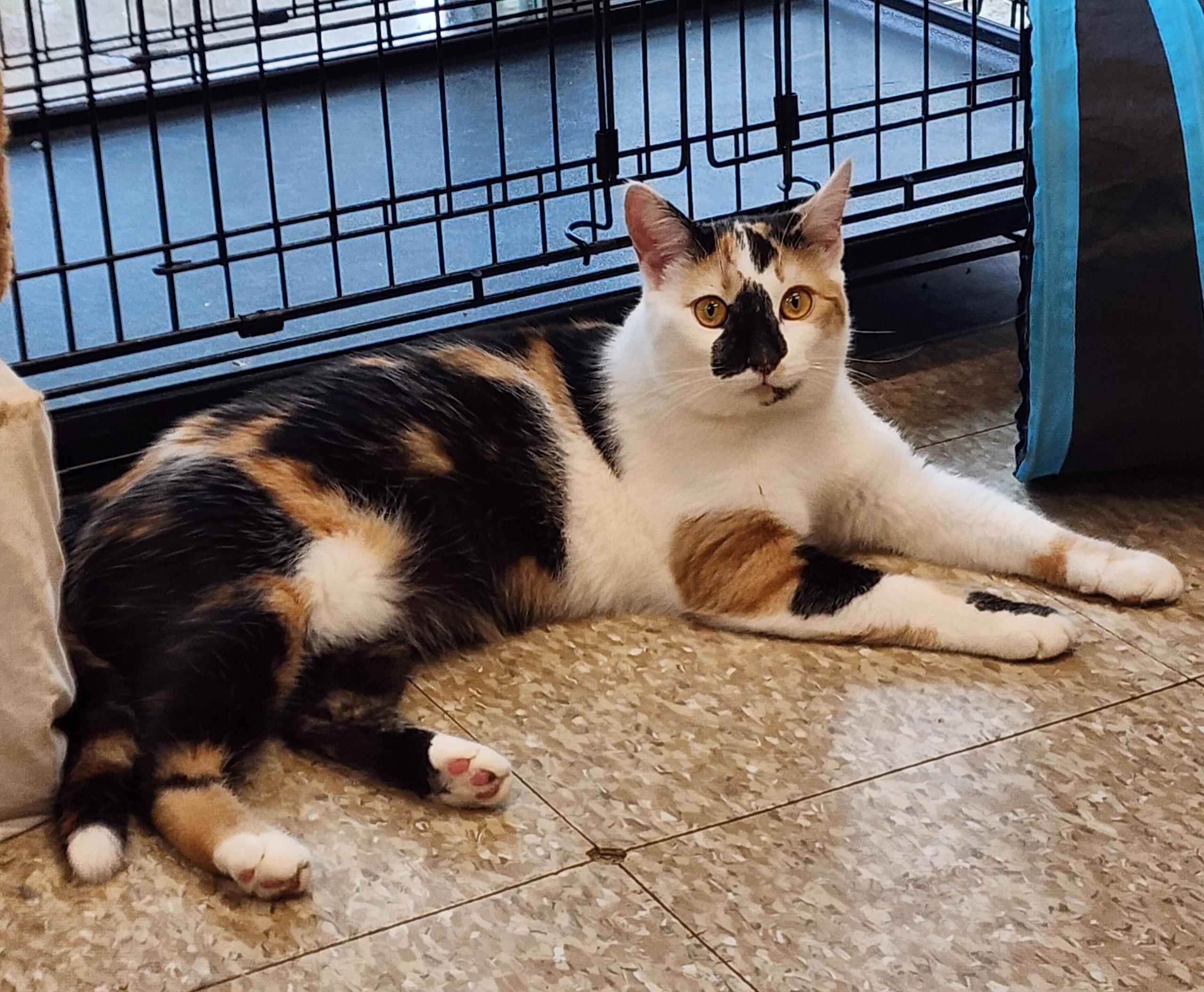 Enlarge Bella, a Adoptable Calico in Washingtonville, NY image 2/4