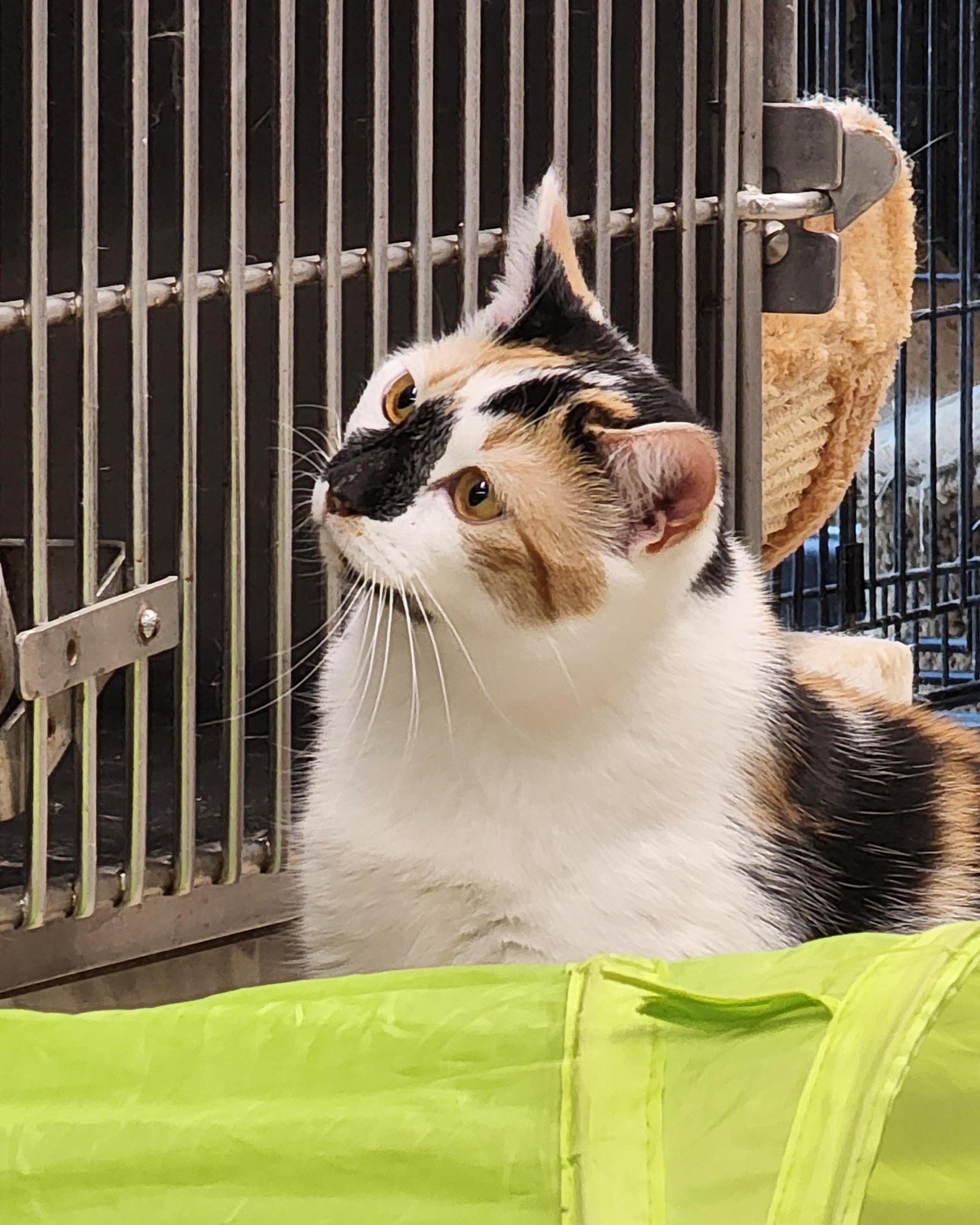 Enlarge Bella, a Adoptable Calico in Washingtonville, NY image 3/4