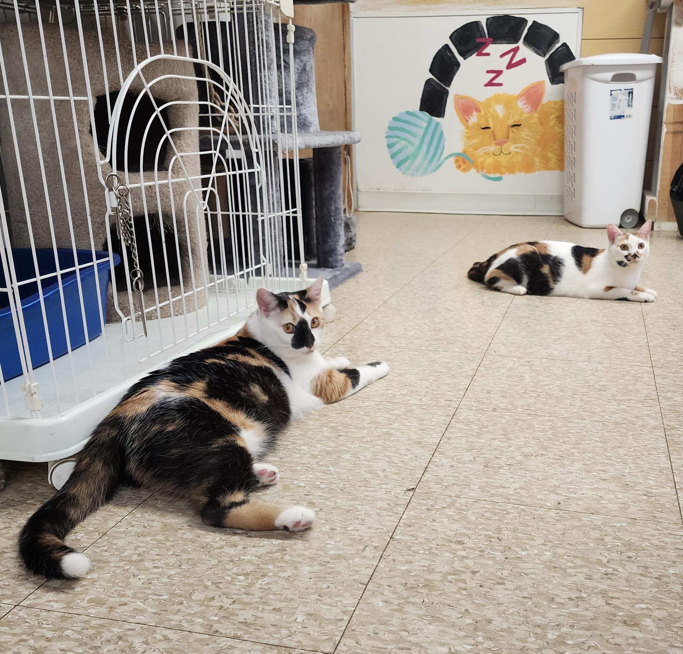 Enlarge Bella, a Adoptable Calico in Washingtonville, NY image 4/4