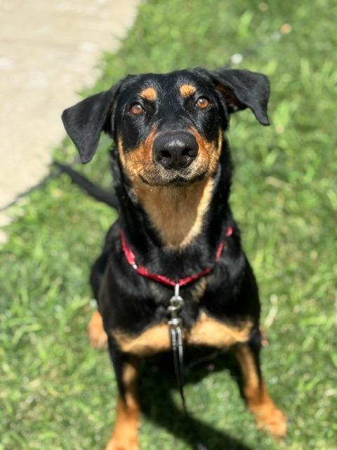 Kimmy, Adoptable, Adult Female Doberman Pinscher & Mixed Breed.