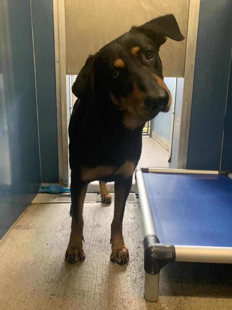 Kimmy, a Adoptable mixed breed in Sunnyvale, TX image 2/4