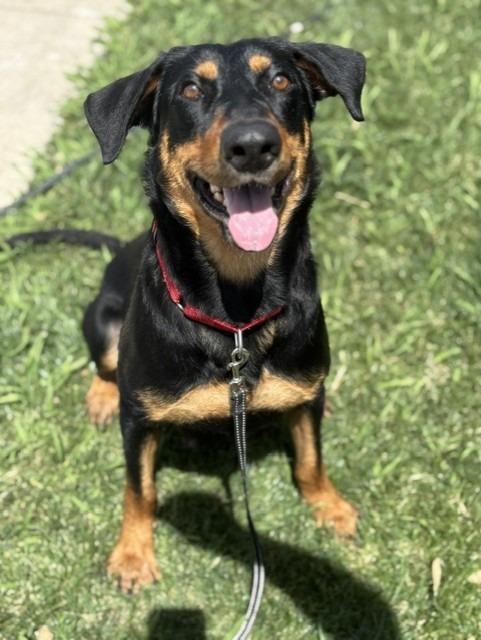 Kimmy, a Adoptable mixed breed in Sunnyvale, TX image 3/4